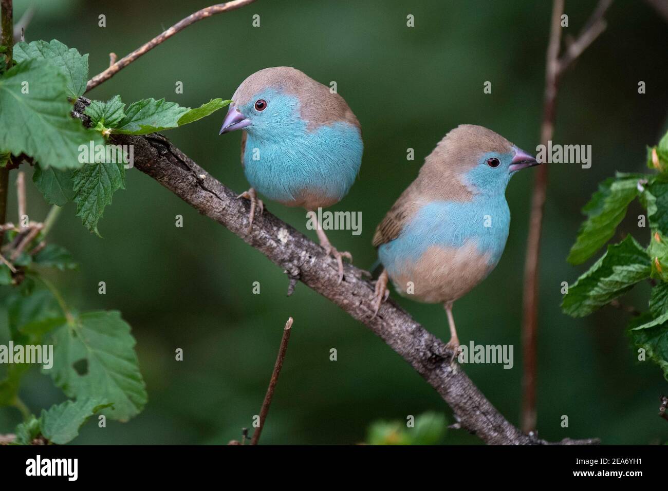 Waxbill azul, Uraeginthus angolensis, Parque Nacional Kruger, Sudáfrica Foto de stock