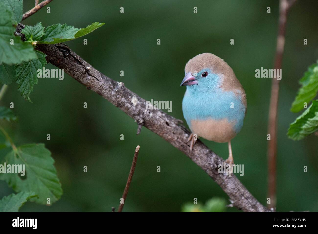 Waxbill azul, Uraeginthus angolensis, Parque Nacional Kruger, Sudáfrica Foto de stock