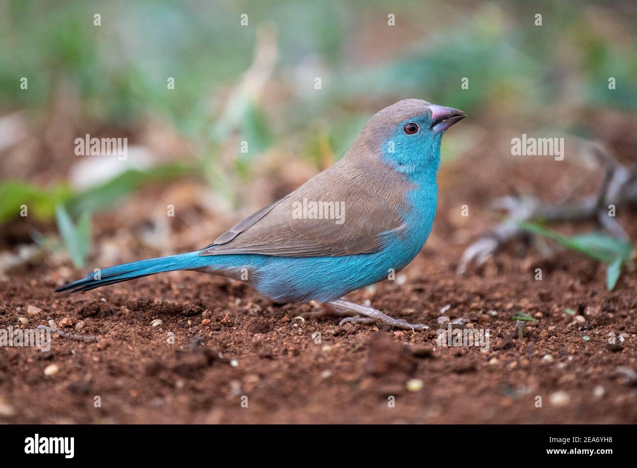 Waxbill azul, Uraeginthus angolensis, Parque Nacional Kruger, Sudáfrica Foto de stock