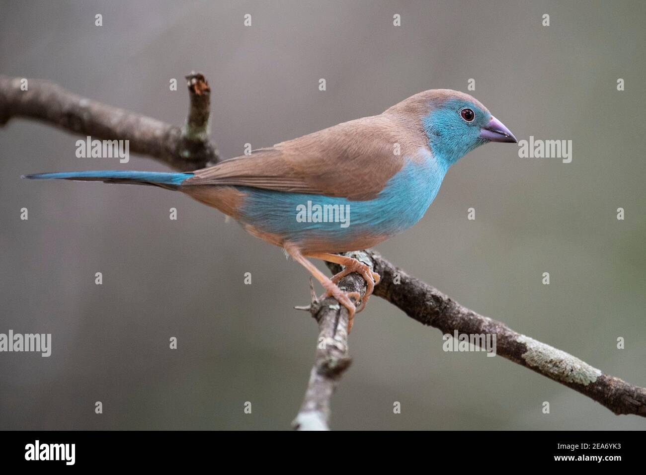 Waxbill azul, Uraeginthus angolensis, Parque Nacional Kruger, Sudáfrica Foto de stock