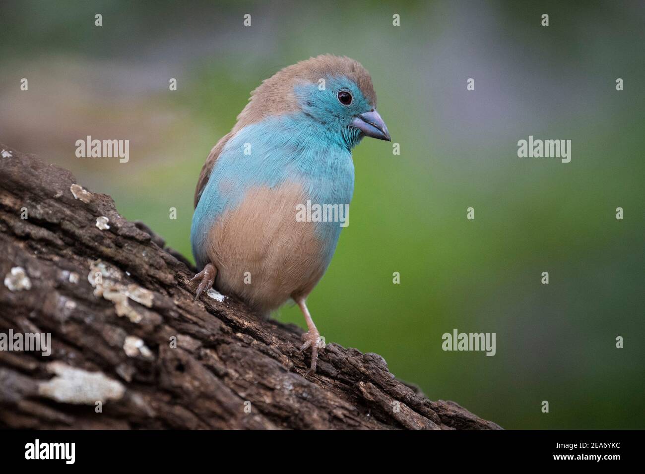 Waxbill azul, Uraeginthus angolensis, Parque Nacional Kruger, Sudáfrica Foto de stock