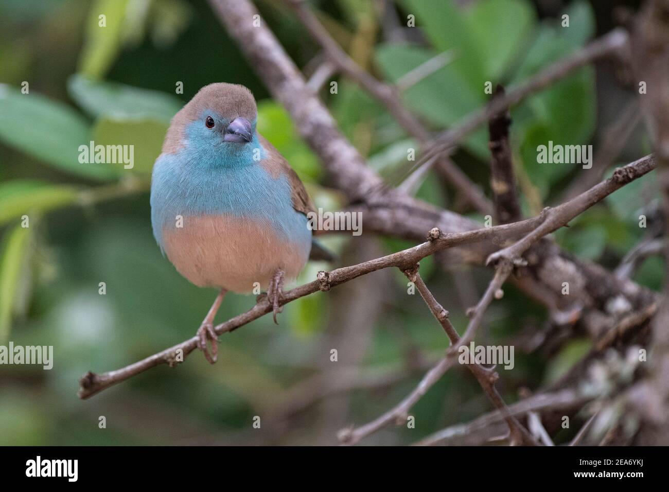 Waxbill azul, Uraeginthus angolensis, Parque Nacional Kruger, Sudáfrica Foto de stock