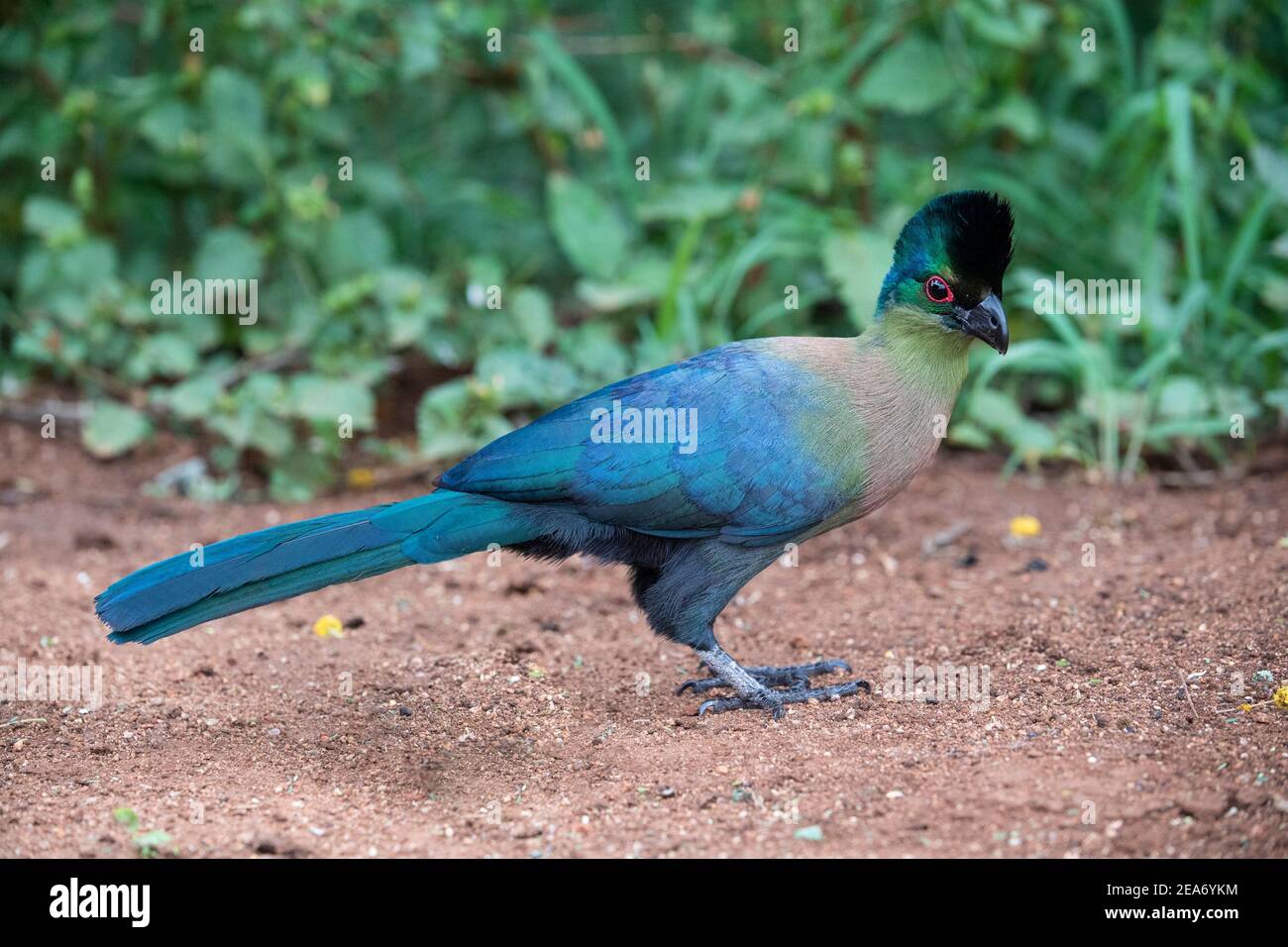 Turaco de cresta púrpura, porfireolofos de Tauraco, Parque Nacional Kruger, Sudáfrica Foto de stock