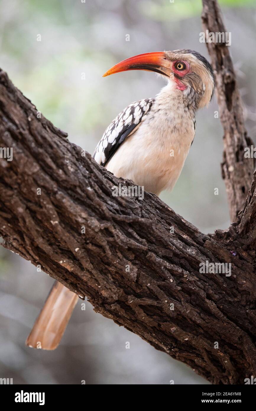 Pico de pico rojo del sur, Tockus rufirostris, Parque Nacional Kruger, Sudáfrica Foto de stock