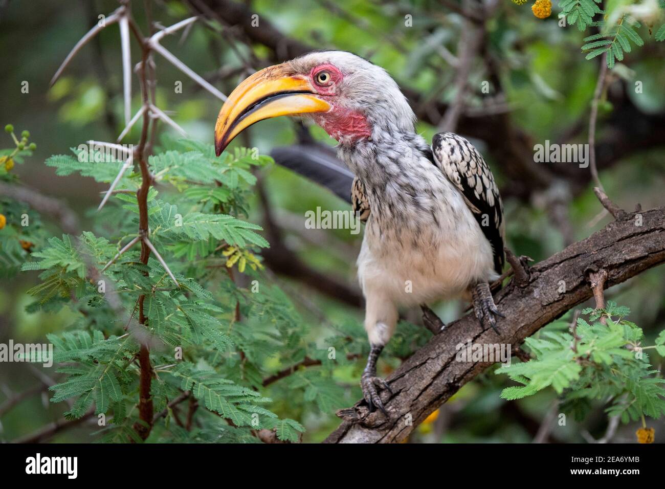 Southern yellow-facturados de bucero, el Parque Nacional Kruger, Sudáfrica Foto de stock