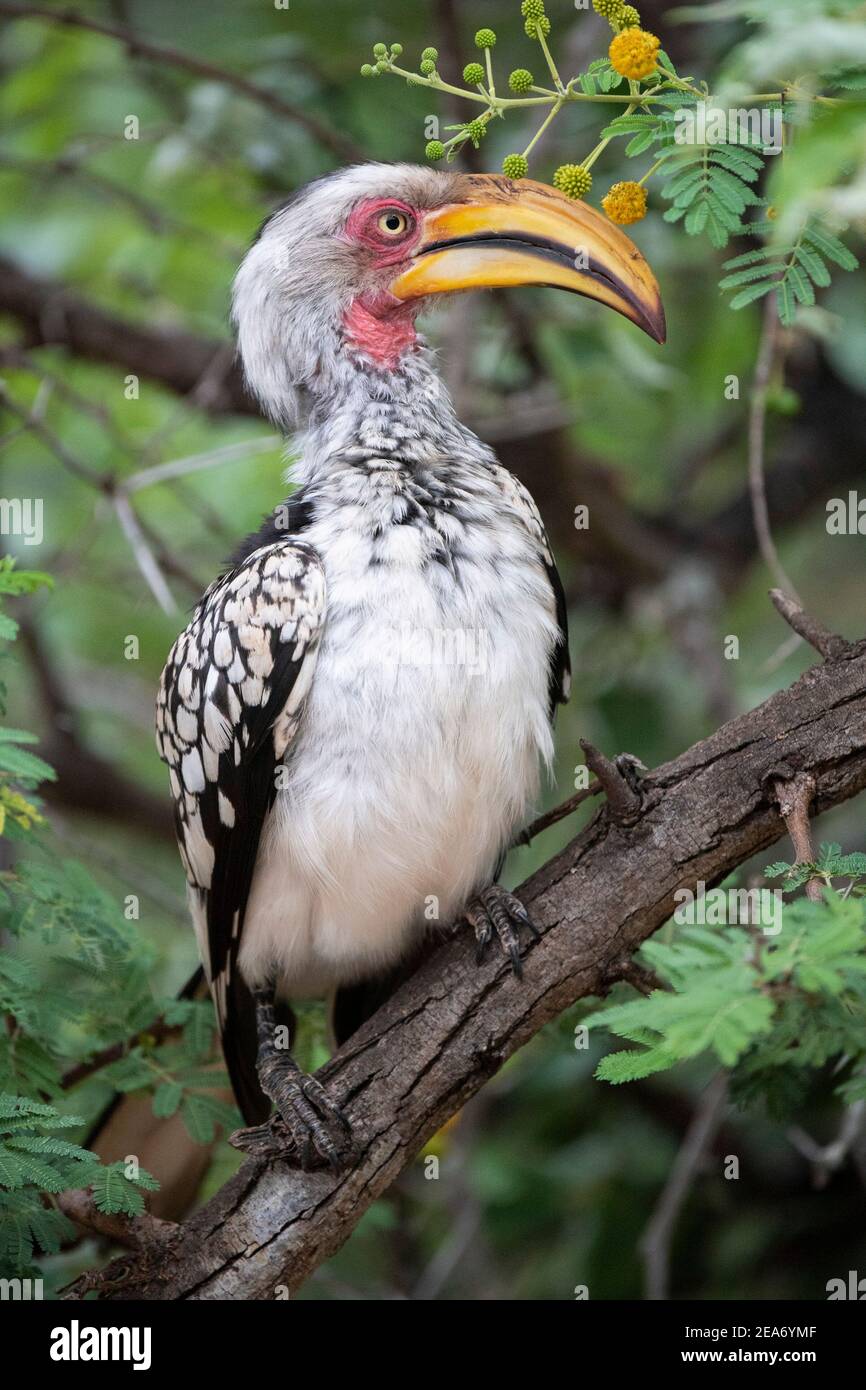 Southern yellow-facturados de bucero, el Parque Nacional Kruger, Sudáfrica Foto de stock