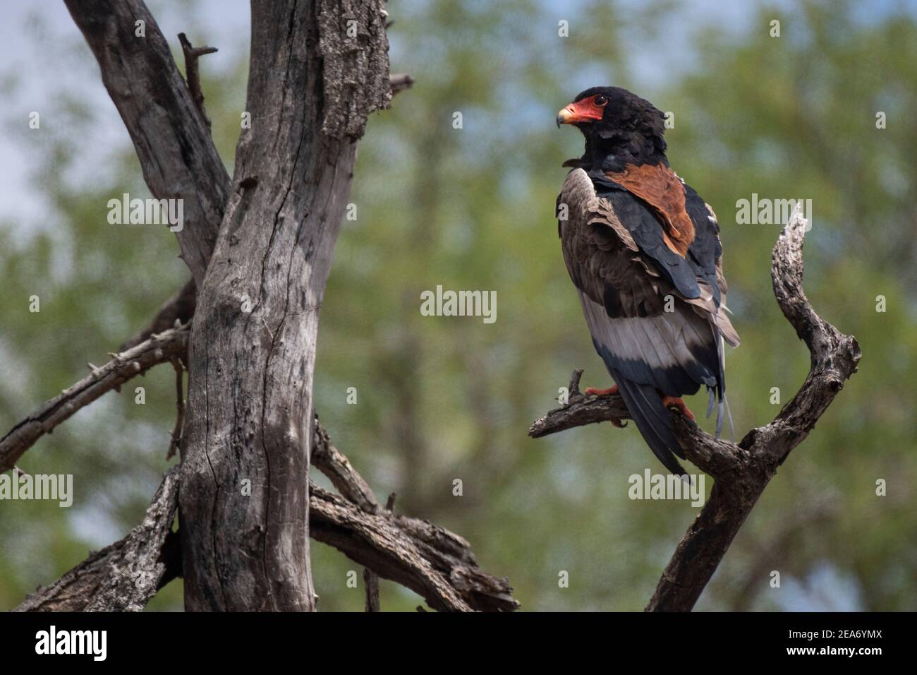 Águila bateleur, Terathopius ecaudatus, Parque Nacional Kruger, Sudáfrica Foto de stock