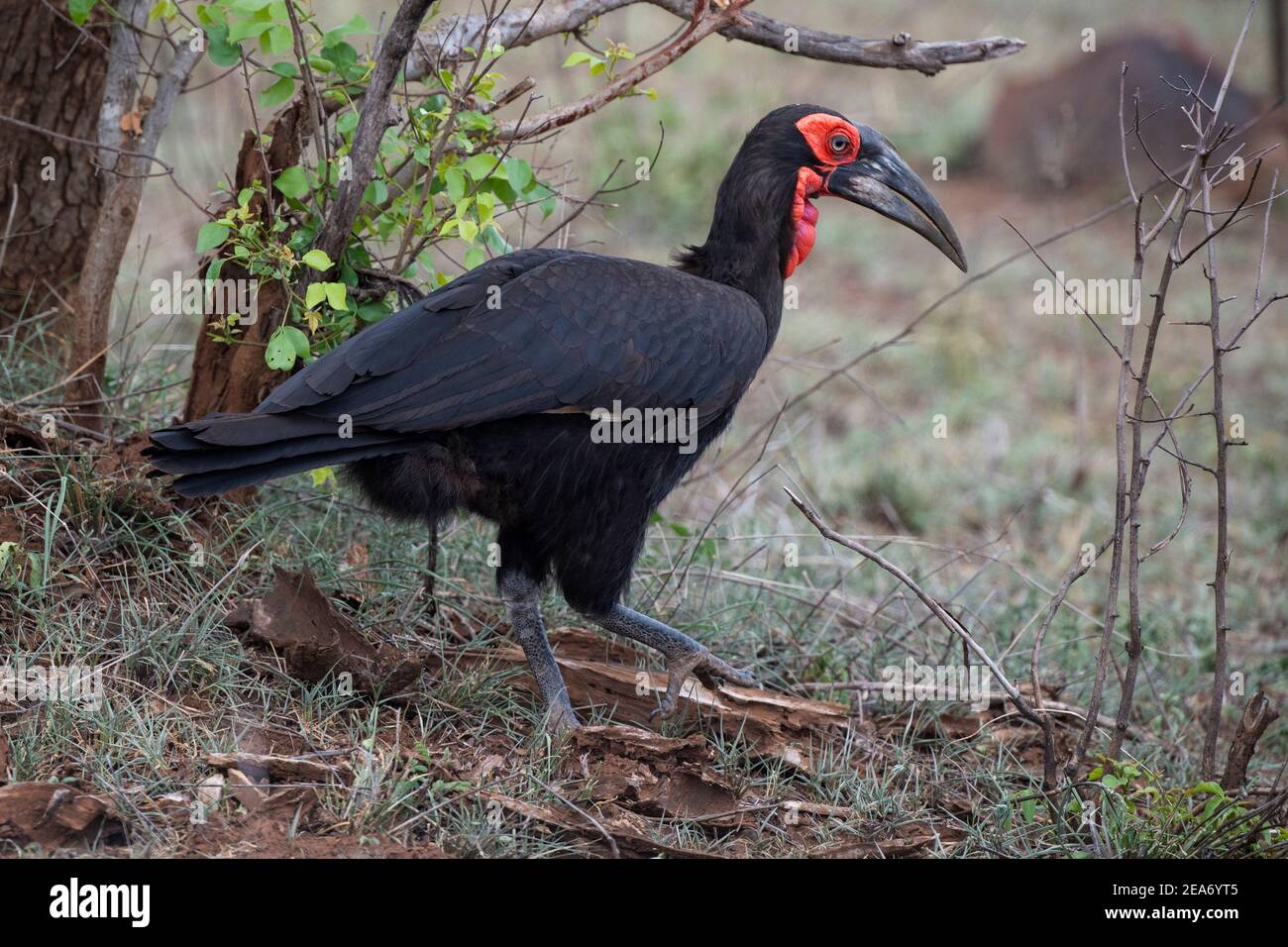 Tierra del Sur, Bucero Bucorvus leadbeateri, el Parque Nacional Kruger, Sudáfrica Foto de stock