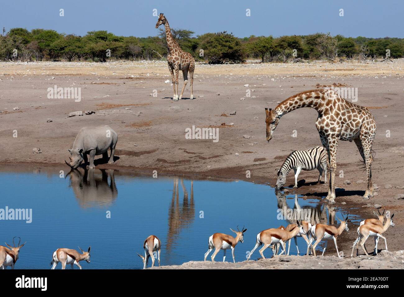 Pozo de agua ocupado en el Parque Nacional Etosha en Namibia, África. Jirafa, rinocerontes negros, antílopes Zebra y Springbok. Foto de stock
