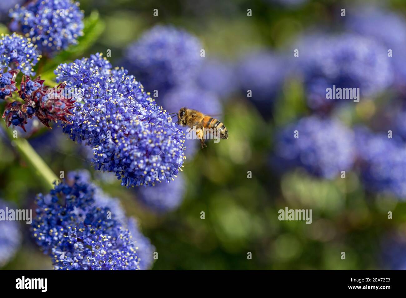 Abeja de miel; Apis mellifera; en Ceanothus; Reino Unido Foto de stock