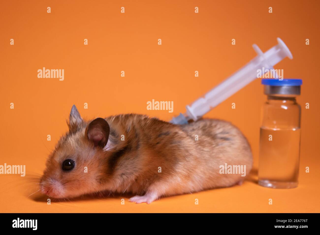 hámster marrón - ratón cerca de jeringa médica con una aguja y frasco-vial  aislado sobre fondo naranja. experimentos médicos, pruebas en ratones.  veterinar Fotografía de stock - Alamy