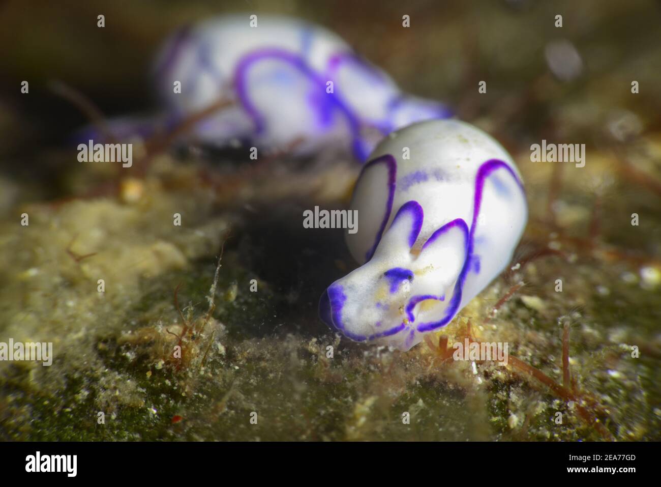 Haminoea cyanomarginata, caracoles de mar. Foto de stock