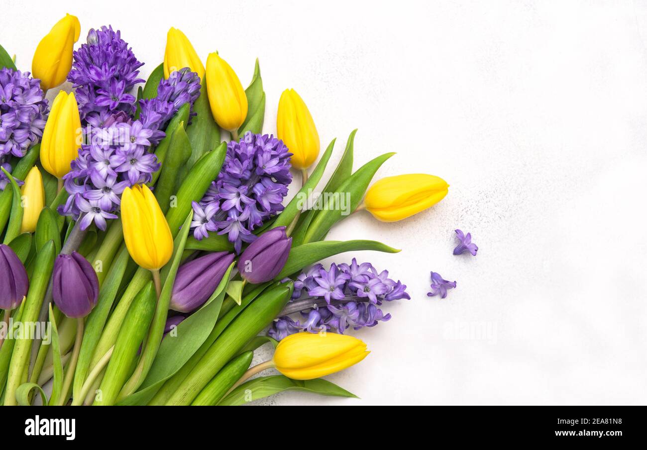Flores de tulipanes y jacintos. Primavera de fondo floral Foto de stock