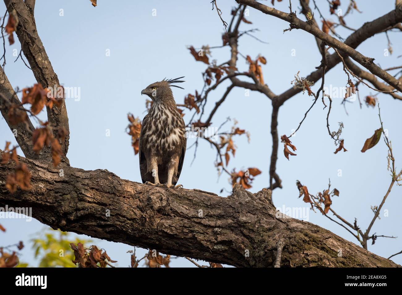 retrato de águila halcón cambiable o crestada encaramado en tronco de árbol en el parque nacional bandhavgarh o reserva de tigre madhya pradesh india nisaetus cirrhatus Foto de stock