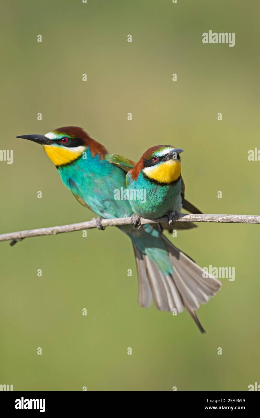Pareja europea de abejas-eater (Merops apiaster) mostrando en rama Foto de stock