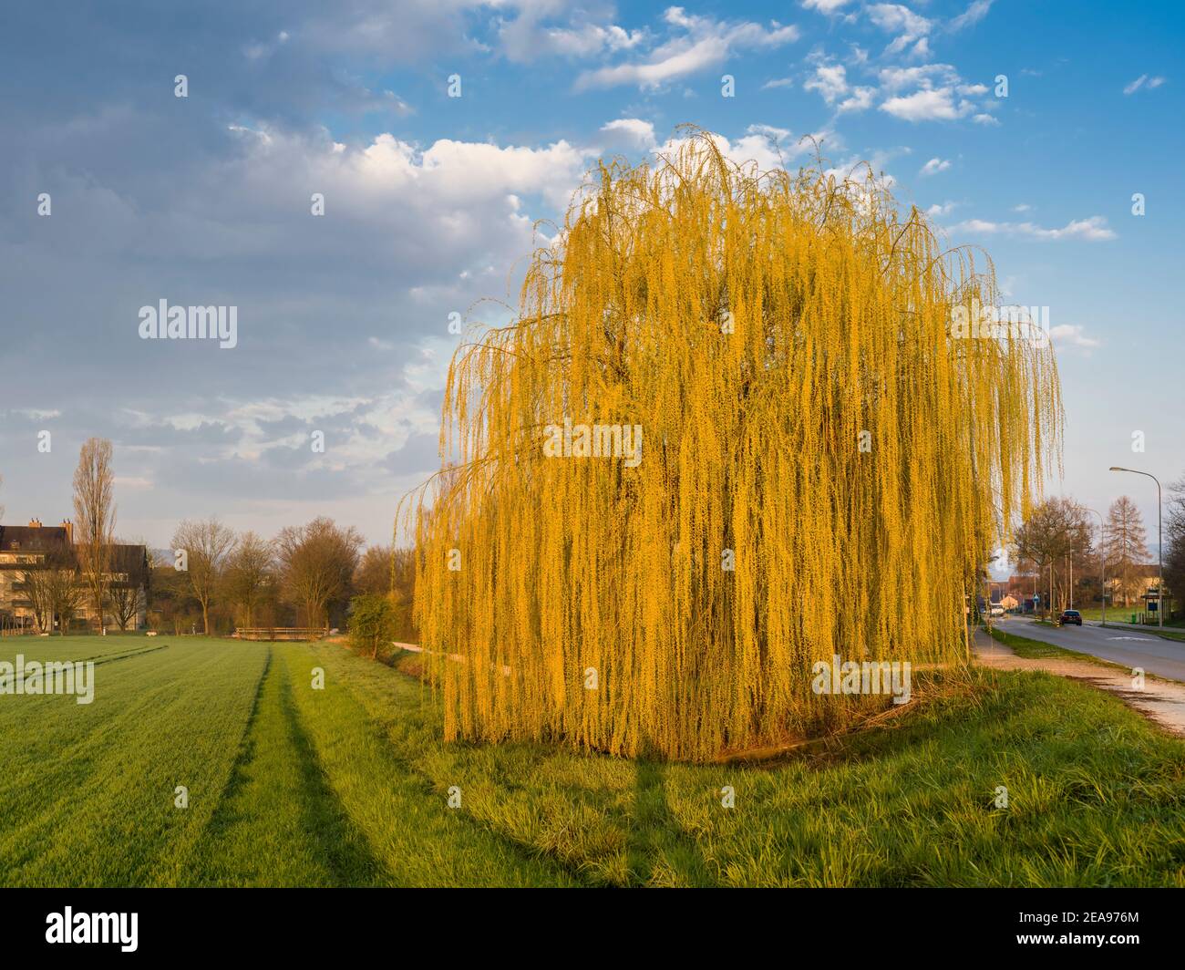 Sauce llorón en flor fotografías e imágenes de alta resolución Alamy