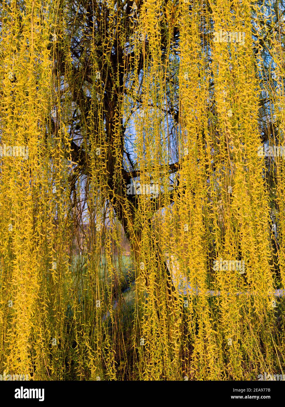 Sauce llorón en flor fotografías e imágenes de alta resolución Alamy