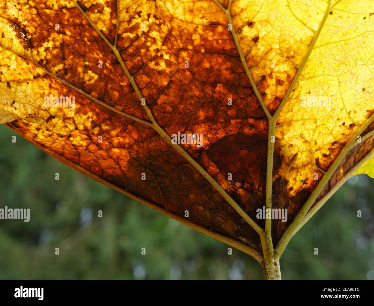 Escudo De La Universidad Fotos E Imagenes De Stock Alamy