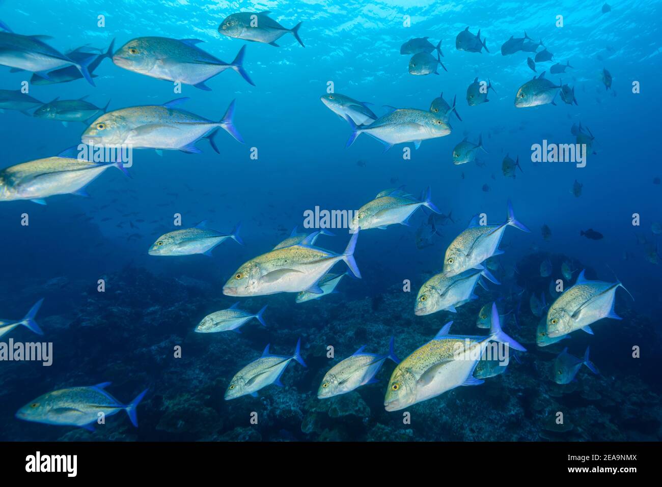 Atún rojo (Caranx melampygus), escuela de peces, Isla de Cocos, Costa Rica, Pacífico, Océano Pacífico Foto de stock