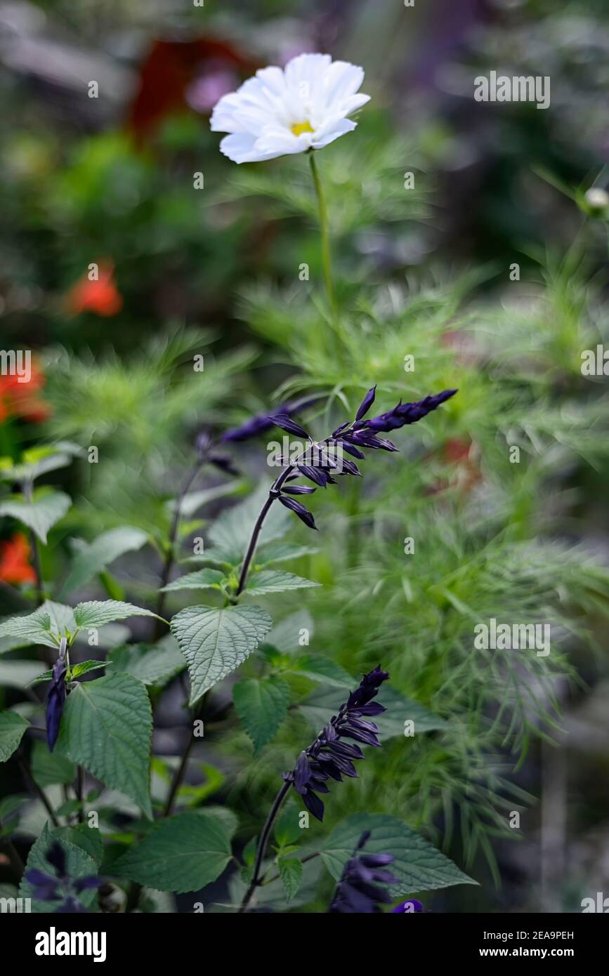 Flores gastadas, cálices vacíos, cáliz vacío, Salvia guaranitica Negro y Bloom, Anís-Scented Sage, flores de trompeta, oscuro salvia,flor,floración,dar Foto de stock