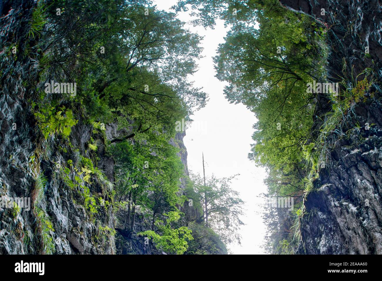 Garganta, roca cortada con árboles en el precipicio Foto de stock