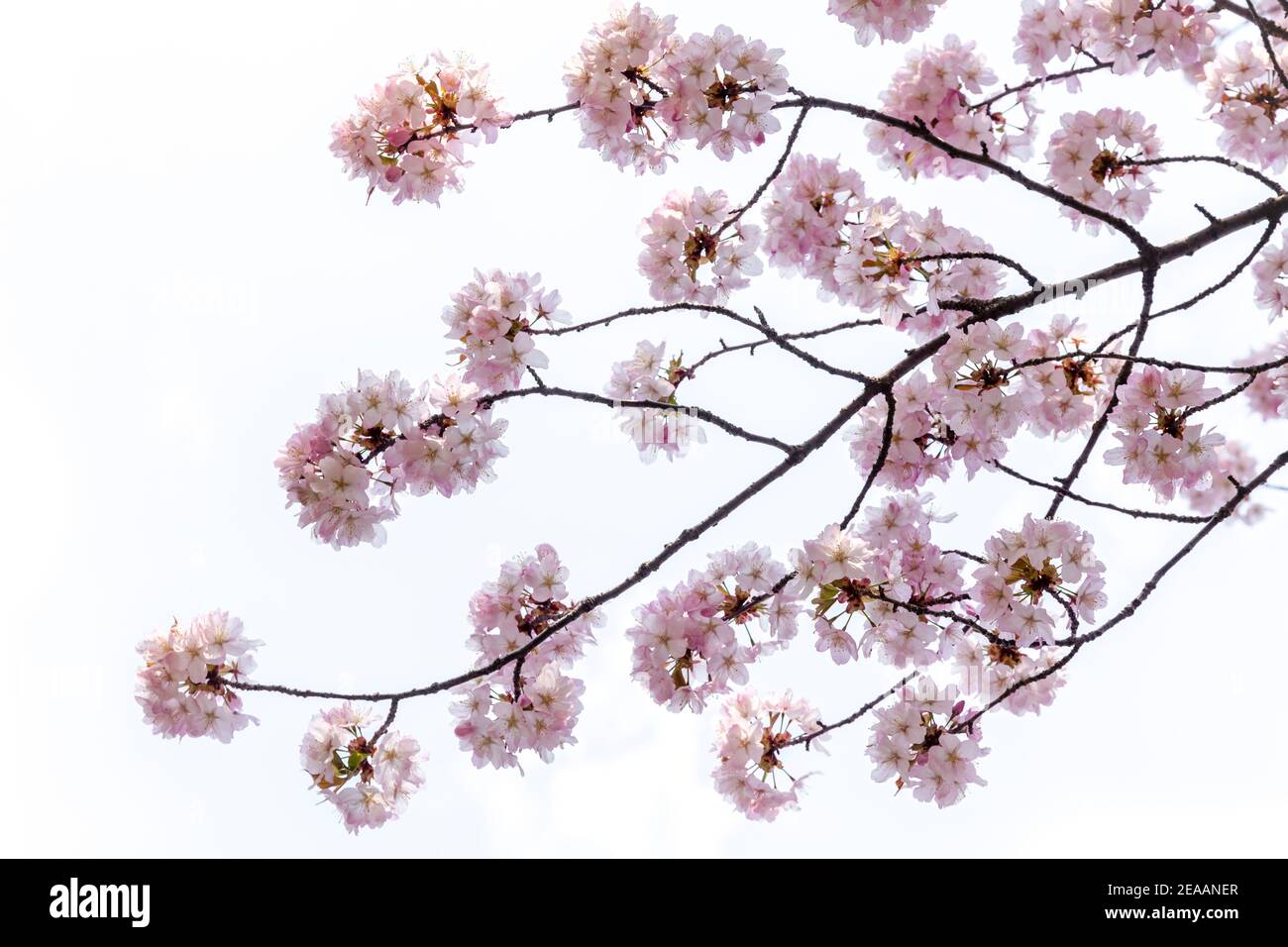 Una rama con el cereza de Sukura florece en plena flor sobre un fondo blanco. Foto de stock