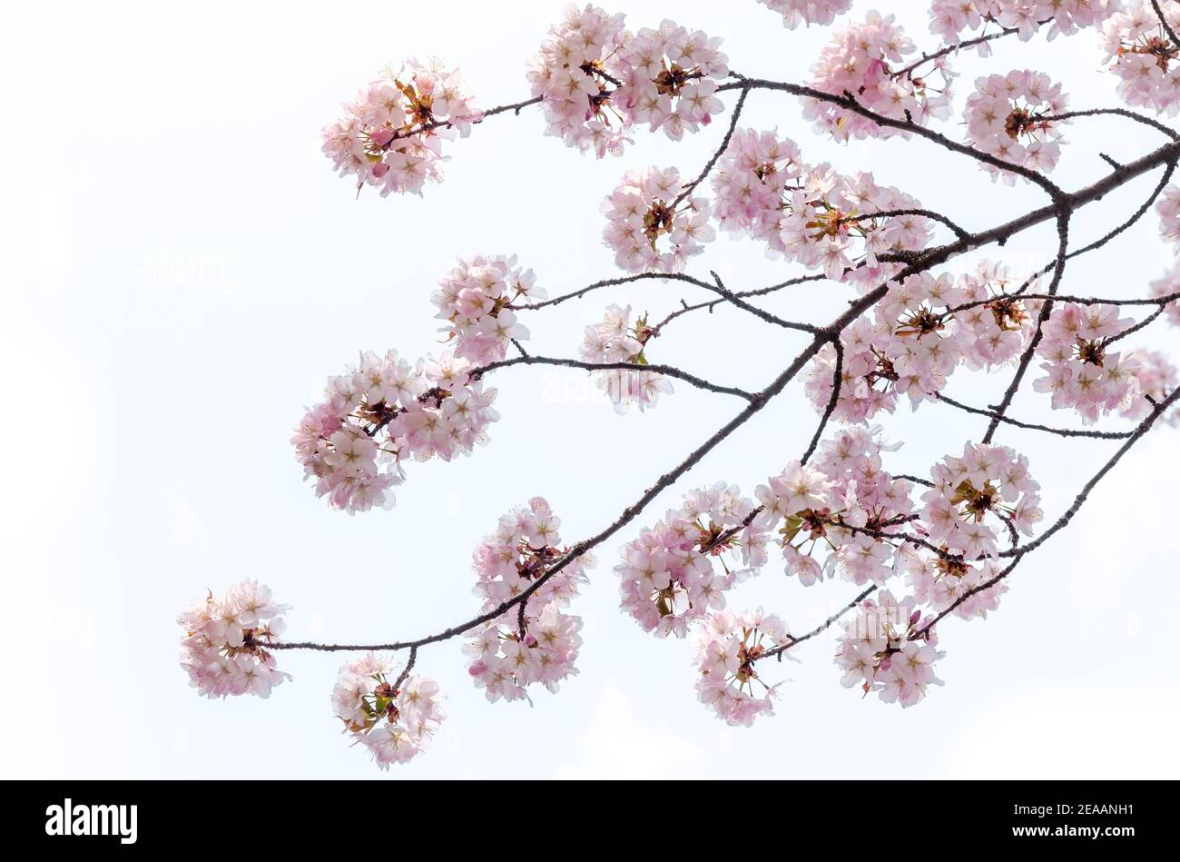 Una rama con el cereza de Sukura florece en plena floración. Foto de stock