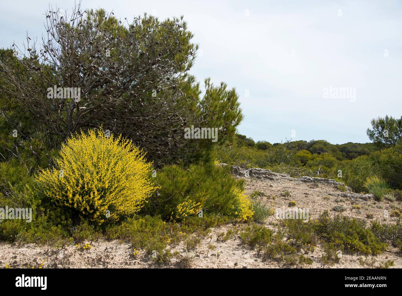 Arbustos de gorras amarillas en terreno rocoso, Mallorca Foto de stock