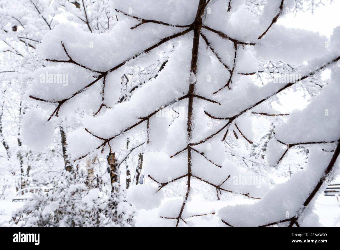 Los árboles cubiertos de nieve Foto de stock