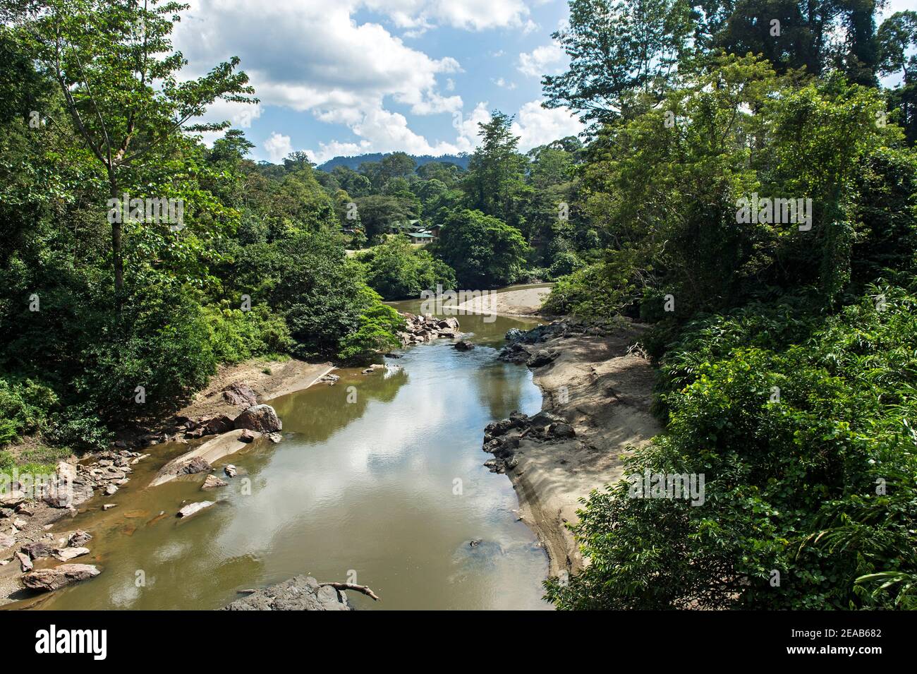 Bosque pluvial de tierras bajas original a orillas del Danum Fusses, Zona de Protección del Valle de Danum, Área de Conservación del Valle de Danum, Sabah, Borneo, Malasia Foto de stock