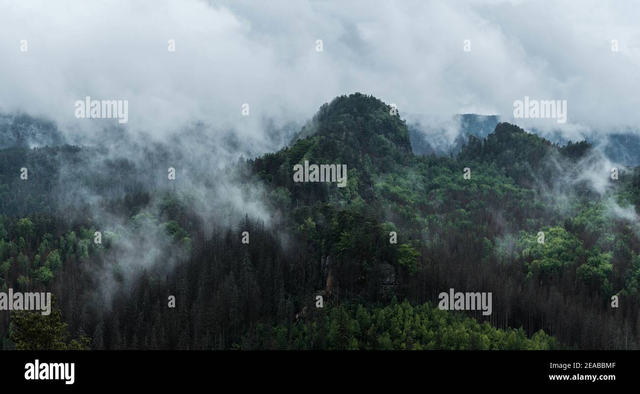 Deutschland, Sachsen, Sächsische Schweiz, Bäume, Nebel, Morgen, Wolken, Wanderung Foto de stock