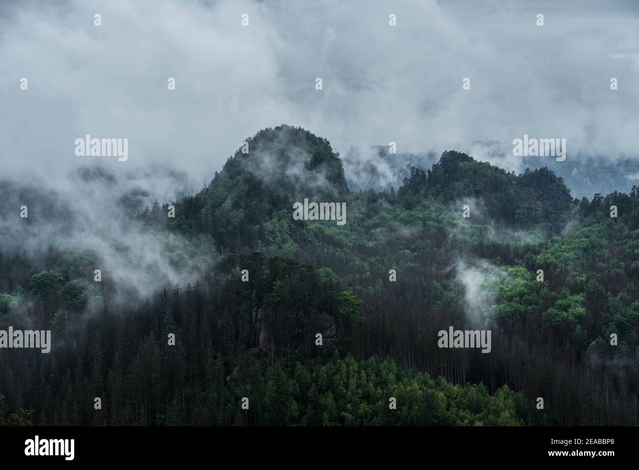 Deutschland, Sachsen, Sächsische Schweiz, Bäume, Nebel, Morgen, Wolken, Wanderung Foto de stock