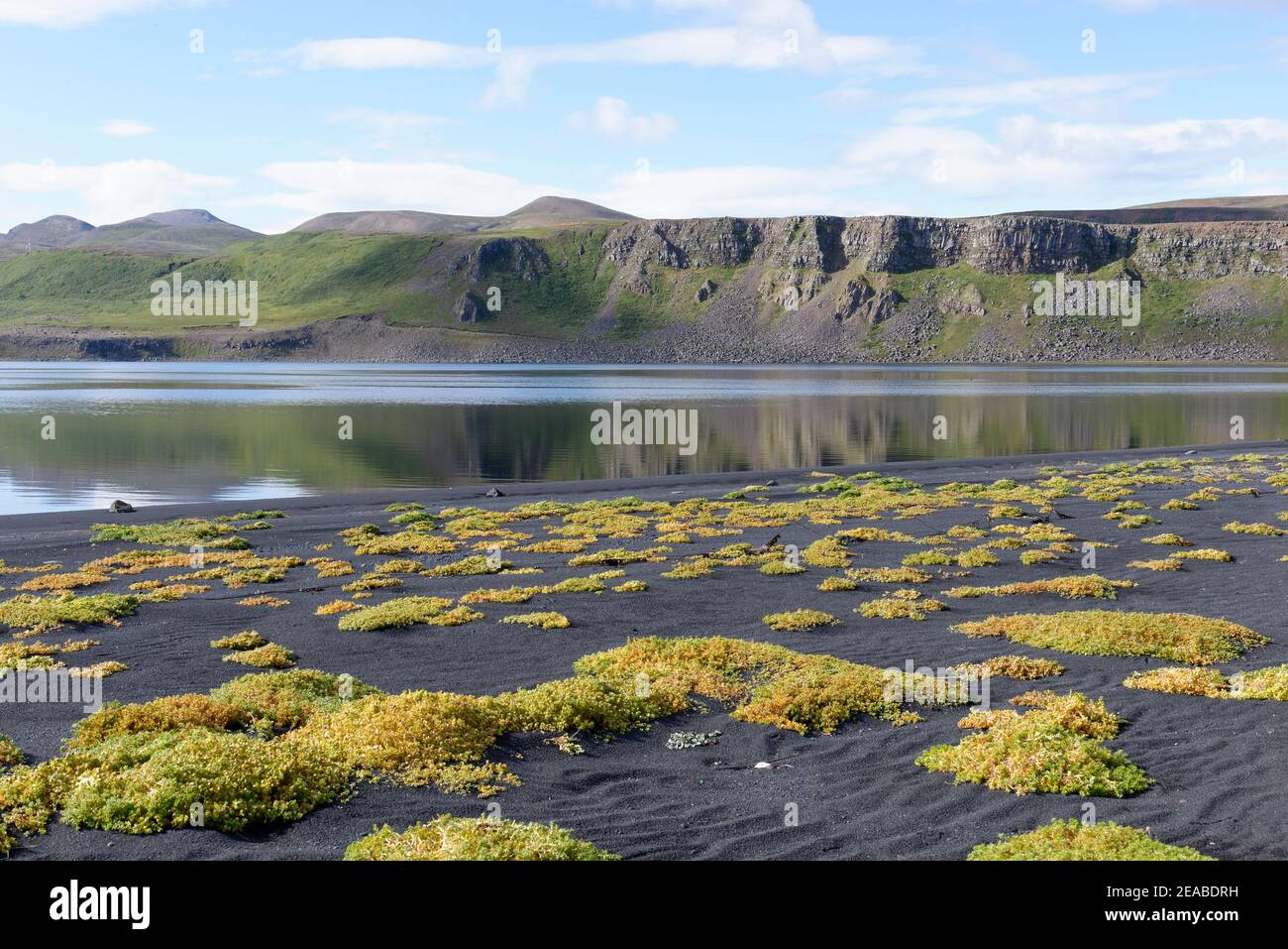 Plantas tolerantes a la sal (halyphytes) en la bahía cerca de Lonsón en el norte de Islandia Foto de stock