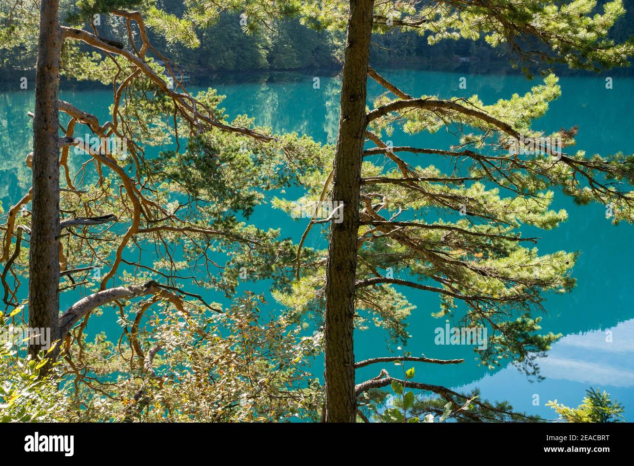 Alemania, Baviera, Schwangau - Hohenschwangau, en el Alpsee, los árboles en la orilla Foto de stock