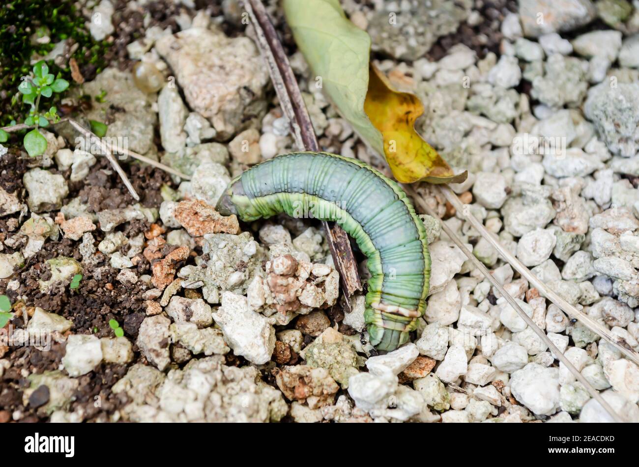 Erinnyis ello fotografías e imágenes de alta resolución Alamy