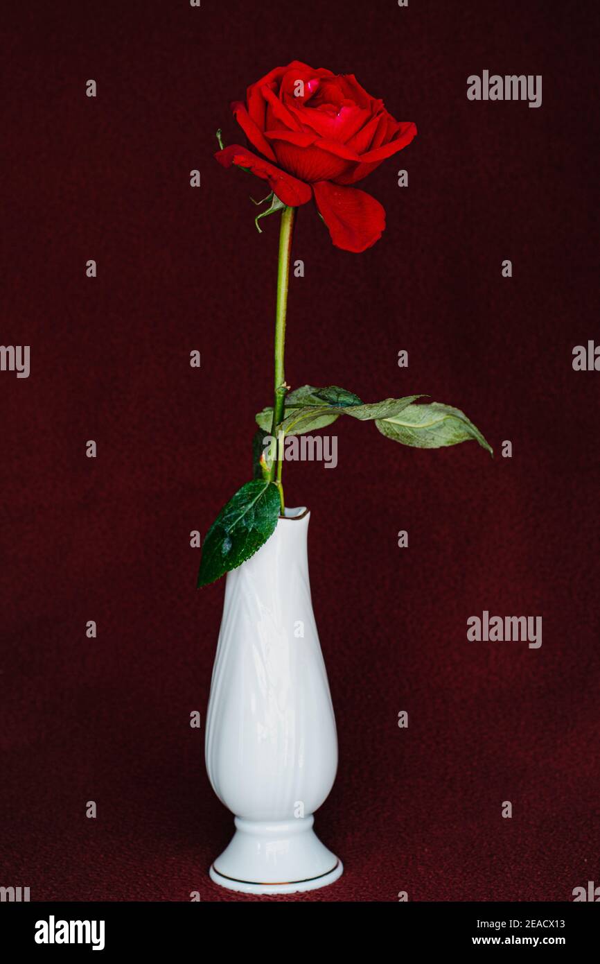 Foto creativa de una rosa roja para la celebración del día de San Valentín, tarjeta de boda, tarjeta de regalo, tarjeta de amor, fondo, papel pintado y cubierta de libro Foto de stock
