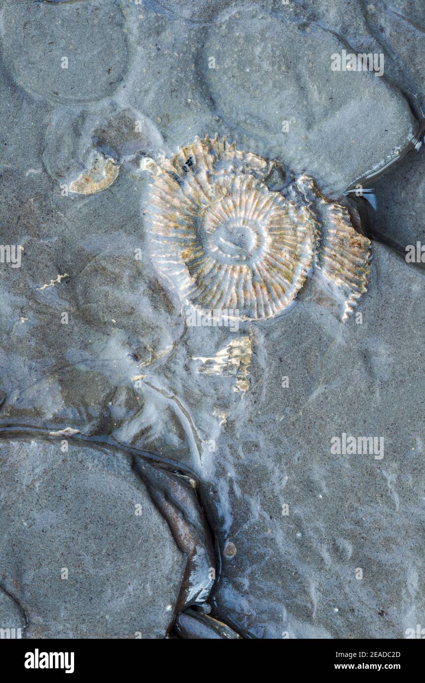 Fósiles ammonitas. Como especie se extinguieron al mismo tiempo que los dinosaurios, hace 65 millones de años, pero una vez fueron habitantes comunes de la s. Foto de stock