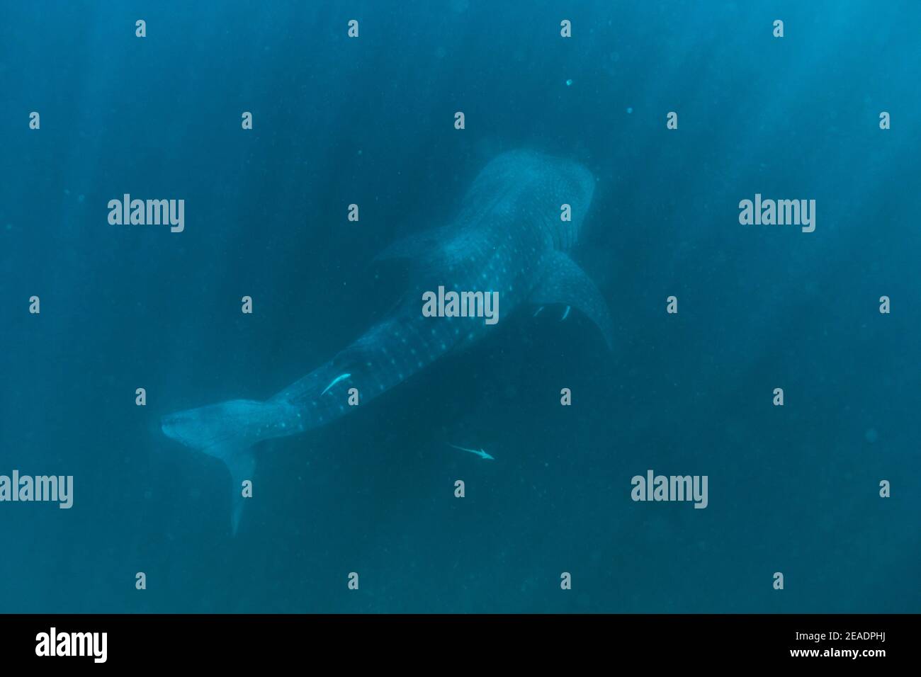 Tiburón ballena manchado en Pintuyan, Padre Burgos, Leyte del Sur, Filipinas, Sudeste Asiático, Submarino, Natación, Océano Azul profundo Foto de stock