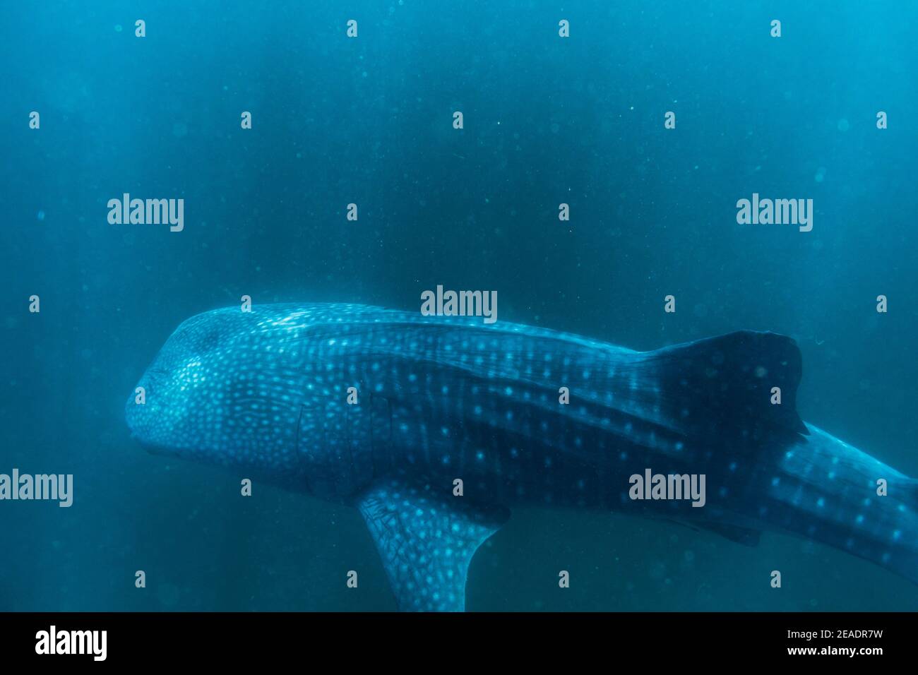Tiburón ballena manchado en Pintuyan, Padre Burgos, Leyte del Sur, Filipinas, Sudeste Asiático, Submarino, Natación, Océano Azul profundo Foto de stock