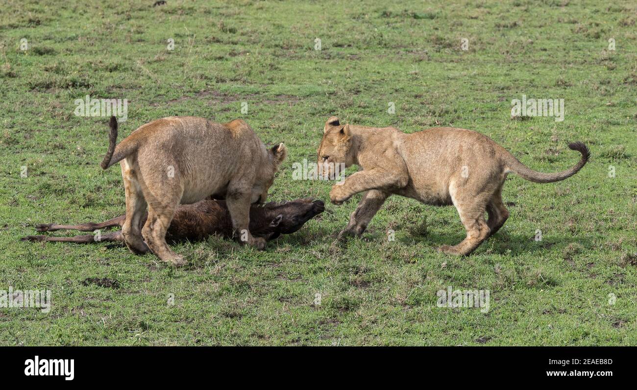 Dos leones de la selva aprendiendo a cazar jugando con un becerro salvaje muerto en África. Foto de stock