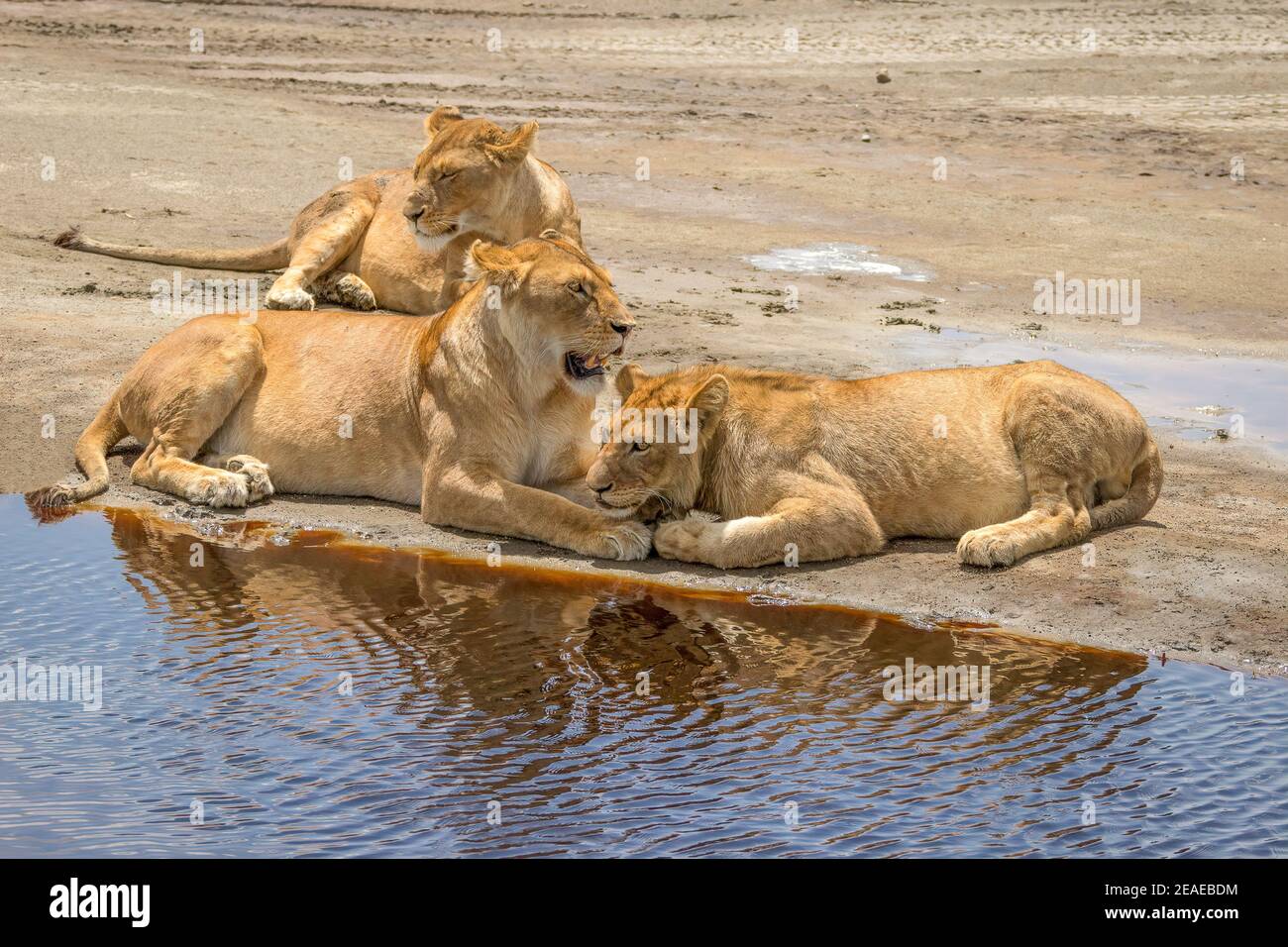 Tres leones descansando al lado de un agujero de agua en África. Foto de stock