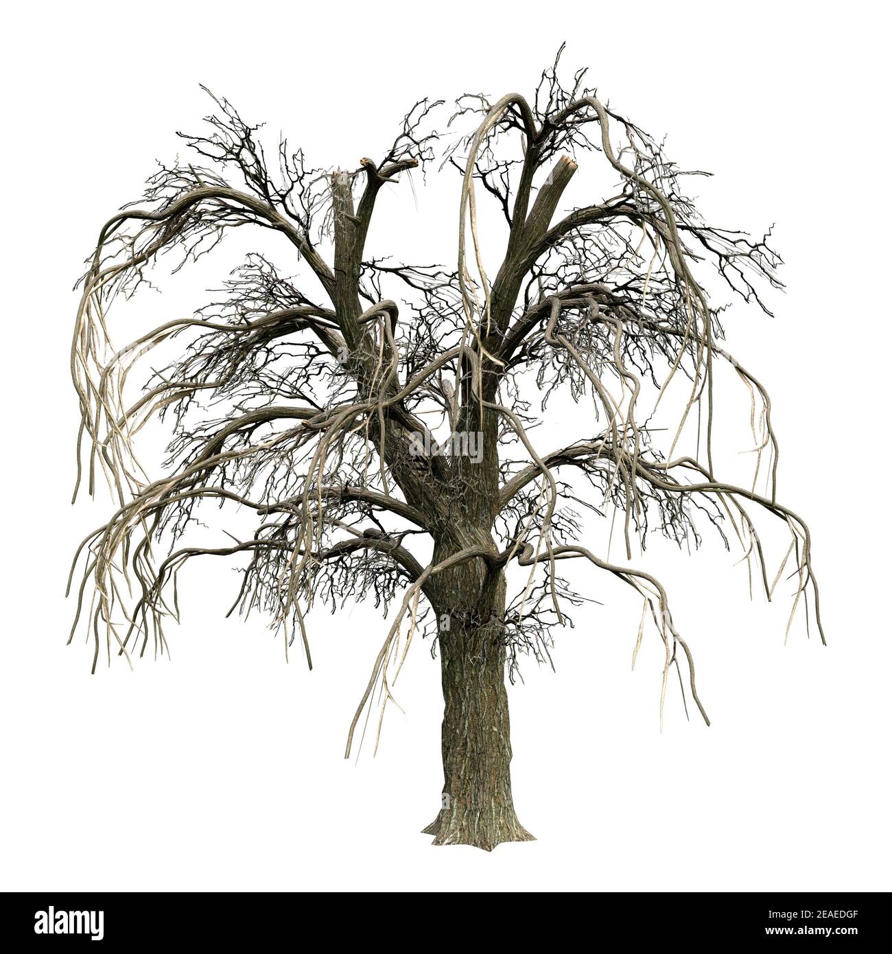 Representación 3D de un sauce llorón o Salix babylonica en invierno aislado sobre fondo blanco