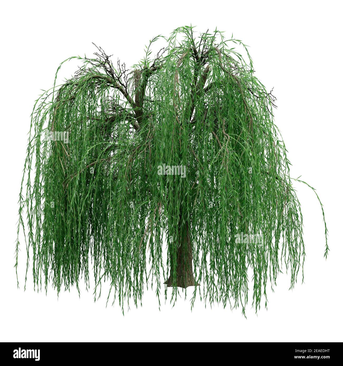 Representación 3D de un sauce llorón verde o Salix babylonica aislado