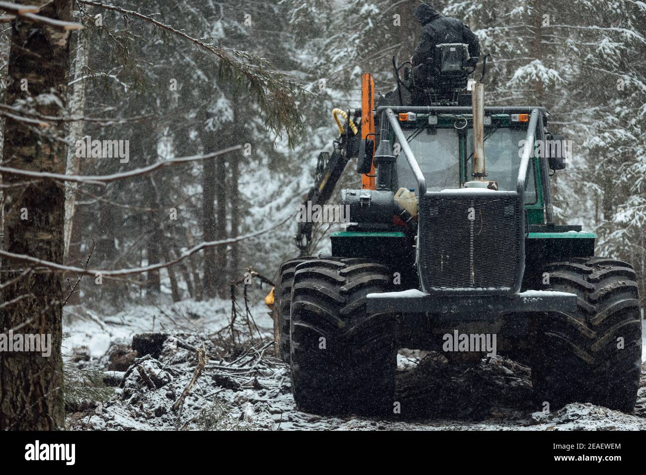 la cosechadora corta árboles, cosecha industrial de madera con la ayuda de una máquina automatizada, muchos árboles que caen en el bosque de invierno Foto de stock
