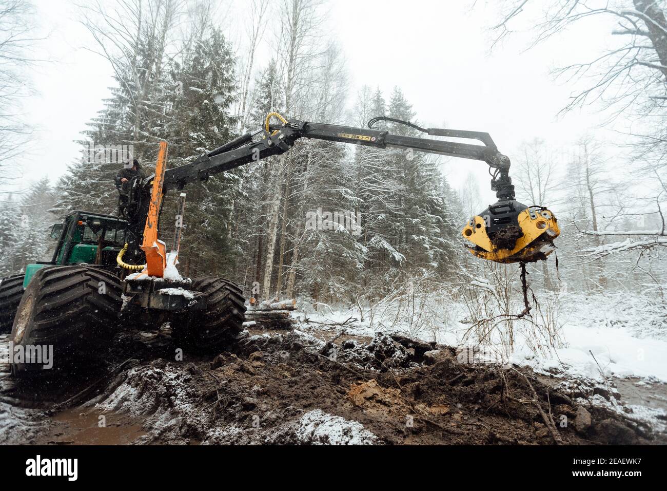 la cosechadora corta árboles, cosecha industrial de madera con la ayuda de una máquina automatizada, muchos árboles que caen en el bosque de invierno Foto de stock