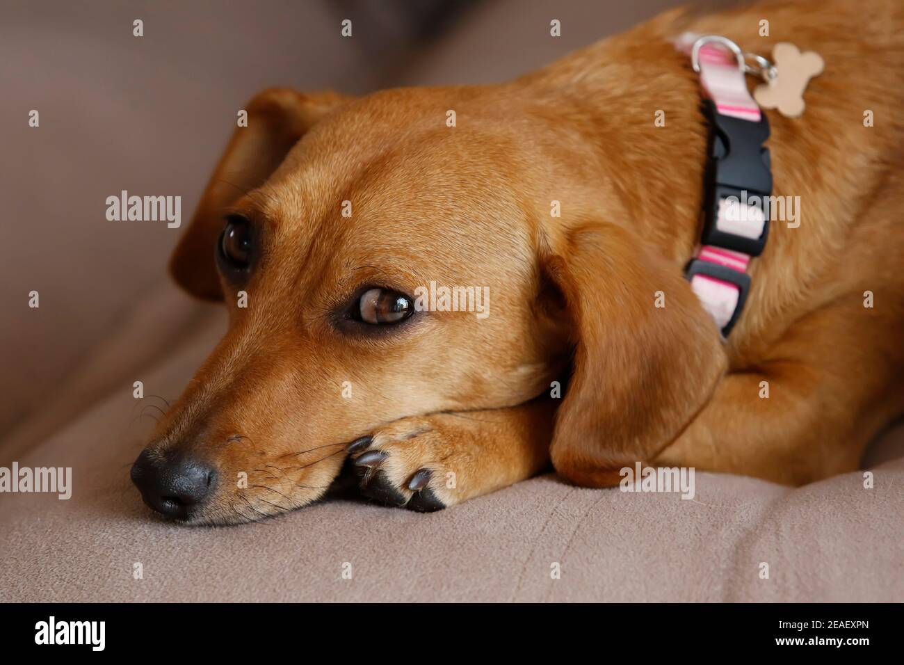 pequeño animal dachshund cachorro acostado y tranquilo en color amarillo y raza mixta Foto de stock