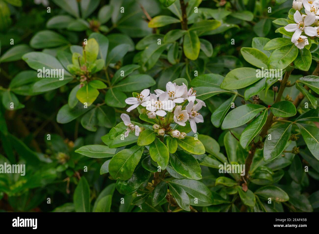 Planta Laurustinus con flores al aire libre con luz natural Foto de stock