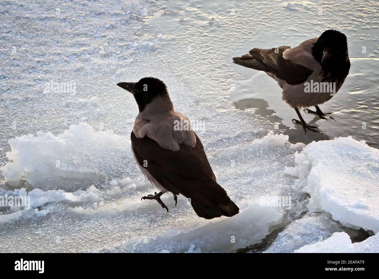 Dos cuervos con capucha, Corvus cornix, en el mar congelado en una fría mañana de invierno. Foto de stock