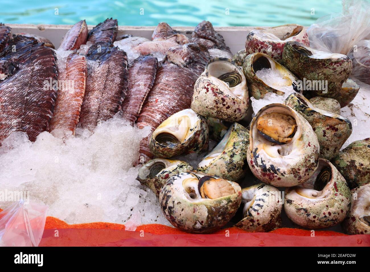 Caracoles De Mar Comestibles Imagen de archivo - Imagen de brillante,  alimento: 38794985