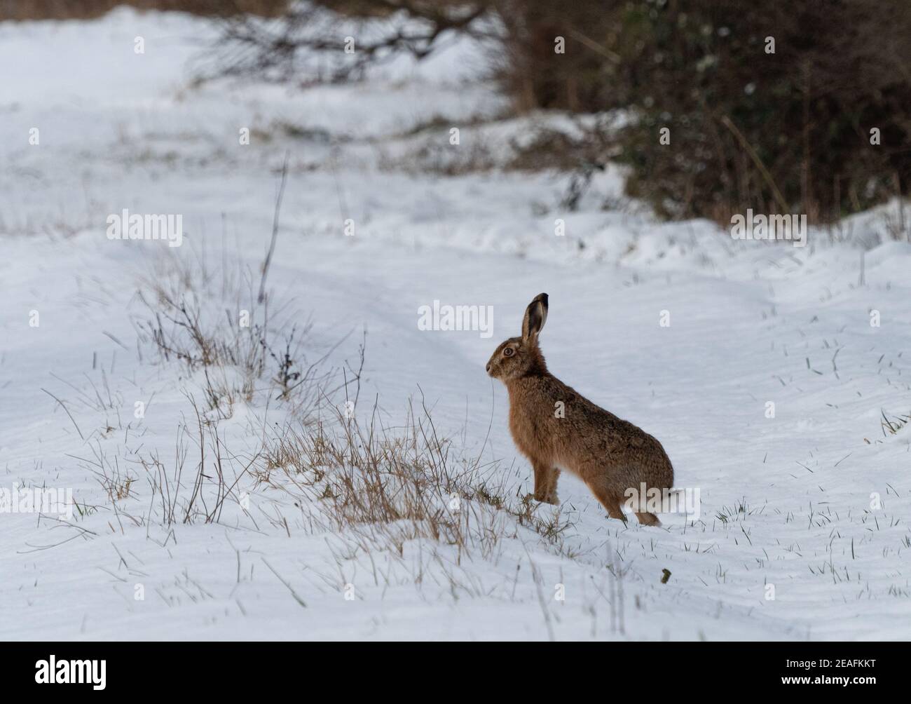 Liebre marrón en la nieve Foto de stock